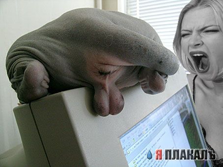 вот ведь пачку разинула