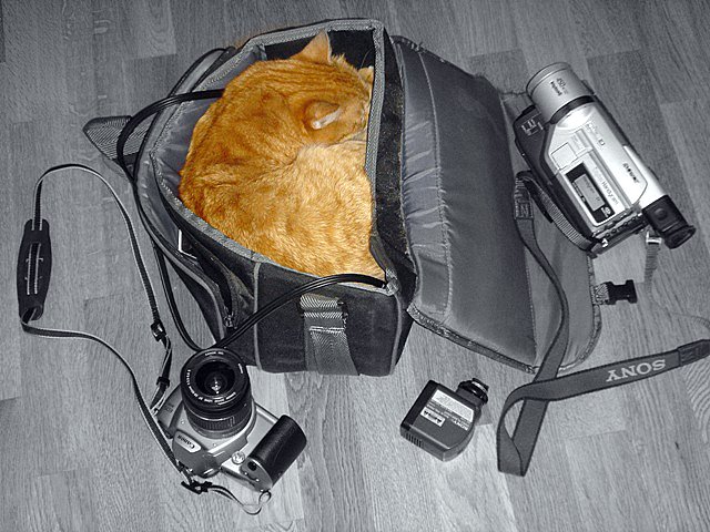 Коты, кошки, котята