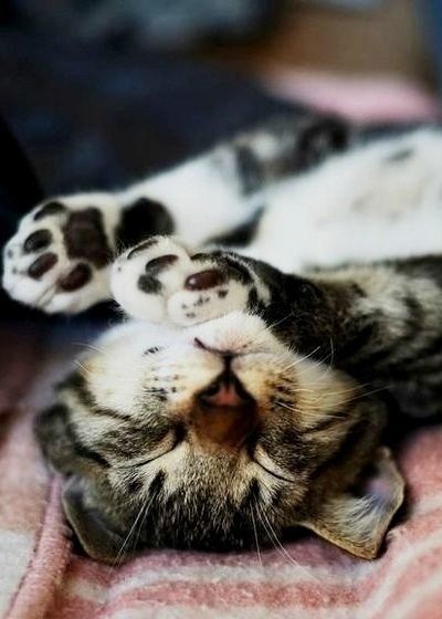 Коты из сети