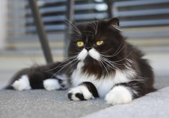 Коты из сети