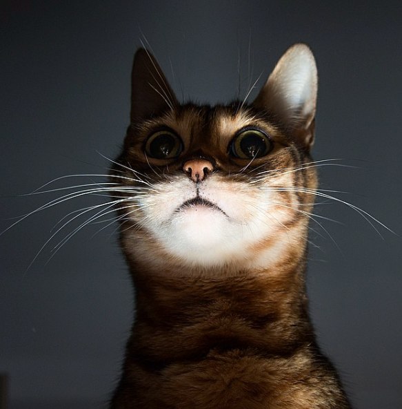 Коты и Кошки