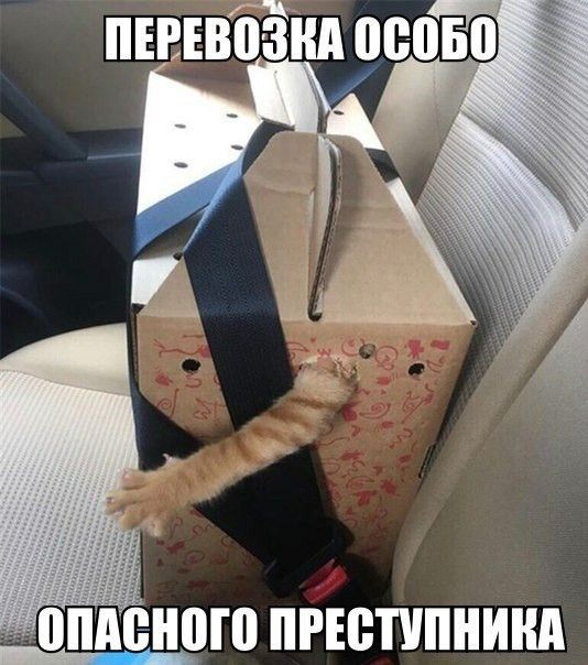 Коты и Кошки