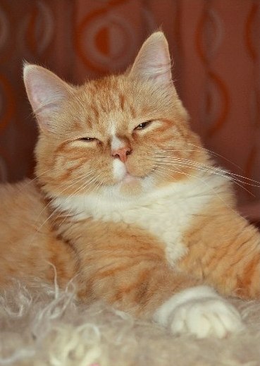 Прикольных котов пост