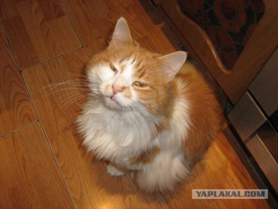 Котовторник на ЯПлакалъ