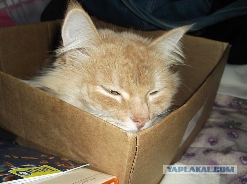 Котовторник 22.11.11