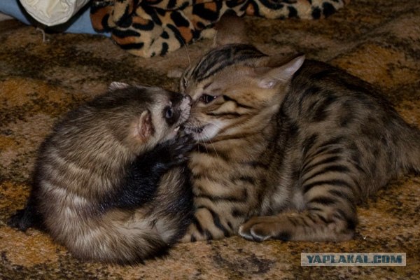 Котовторник  4.09.12