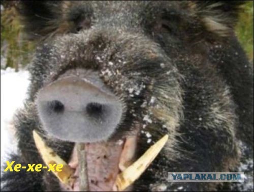 Нужны добровольцы на кастрацию диких кабанов! После успешно проведенной операции пойдем лечить зубы волкам
