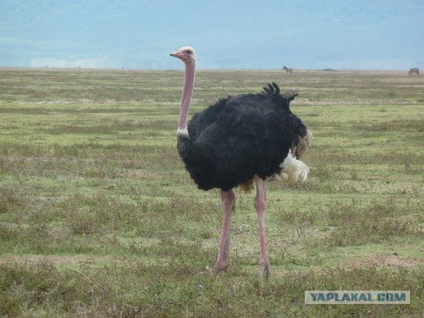 AFRICA - (Эфиопия,Кения,Танзация) 4-16 ноября 2011