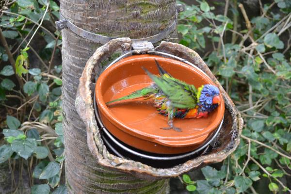 Хочу дачу на канарах!