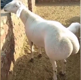 "Я мужик, клянусь, скину"