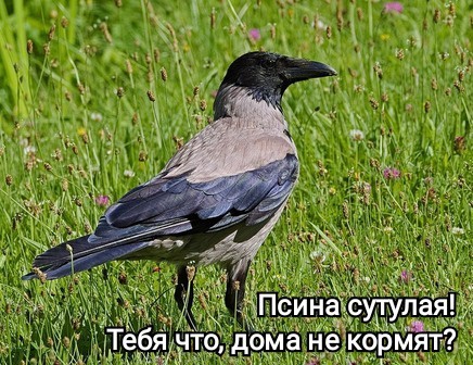 Собакочетверг. Пинающаяся ворона
