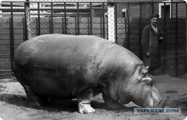 Ленинградский зоопарк во время блокады