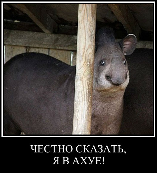 Не совсем удачные фотографии животных