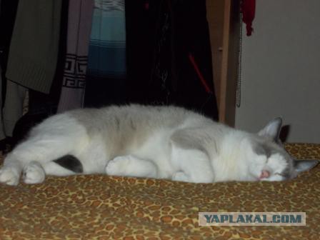 Котовторник 01.07.2014
