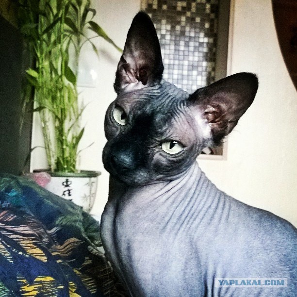 Если есть кошачье ню, то оно выглядит вот так...