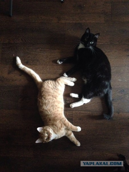 Котовторник  27.10.2015