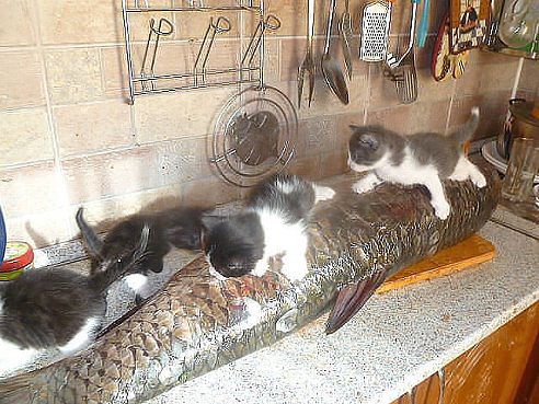 Рыба, лёд, четыре кота