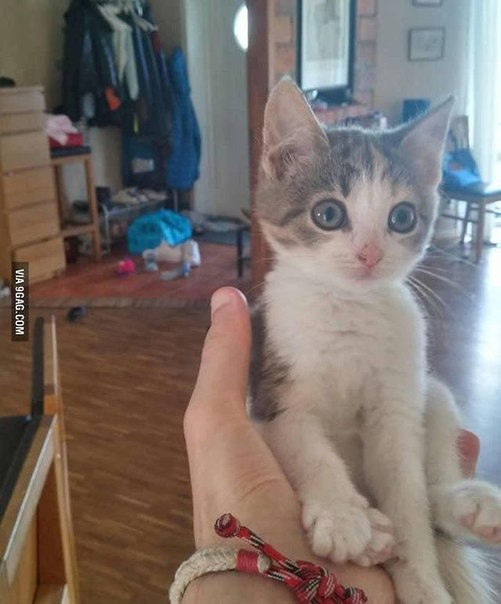 Прикольные животные