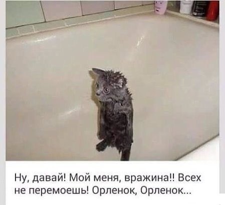 Прикольные животные