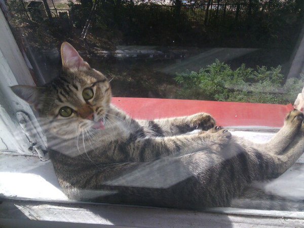 Кот принимает солнечные ванны
