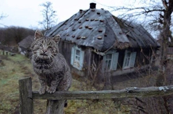 Коты из сети