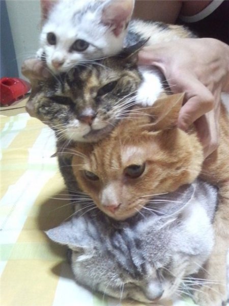 Котовторник 24.01.2017