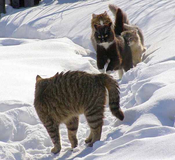 Коты и Кошки