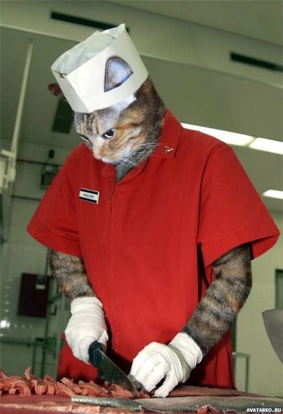 Коты и Кошки