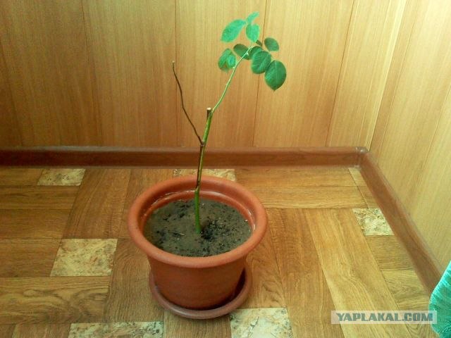 Про неведомую ботаническую херню