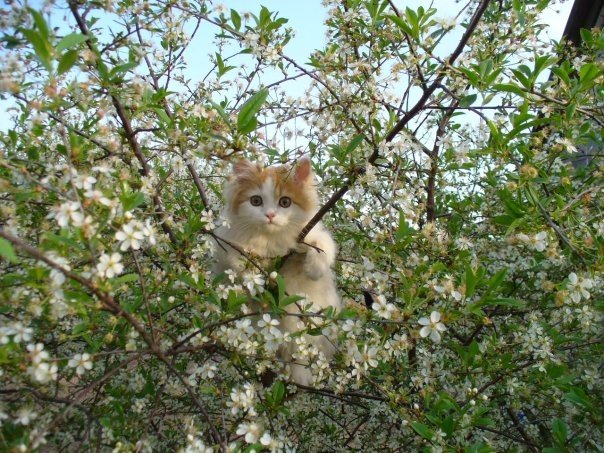 Фотобомбы котов