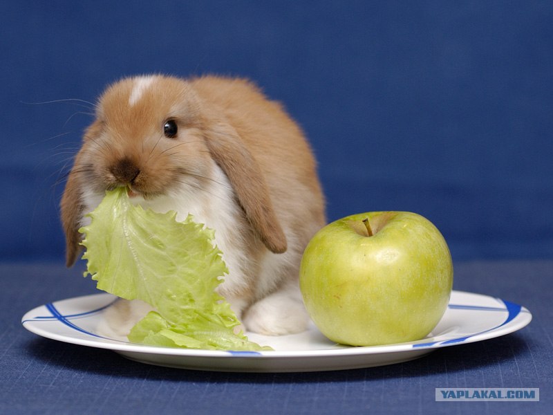 Яблоки кроликам можно давать. Еда для кроликов. Кролик кушает. Что кушают декоративные кролики. Что едят зайцы.