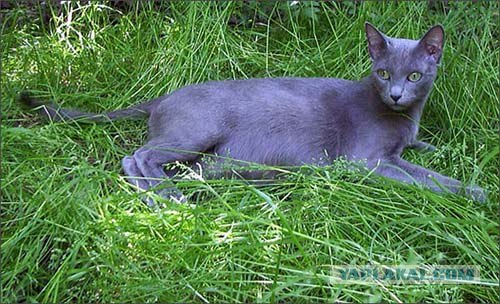 Котовторник на ЯПлакал!