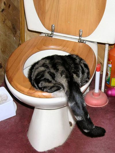 Кошак в шоке
