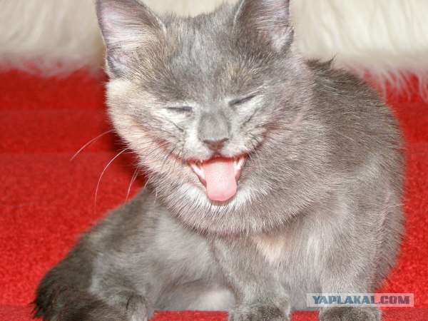 Котовторник на ЯПе