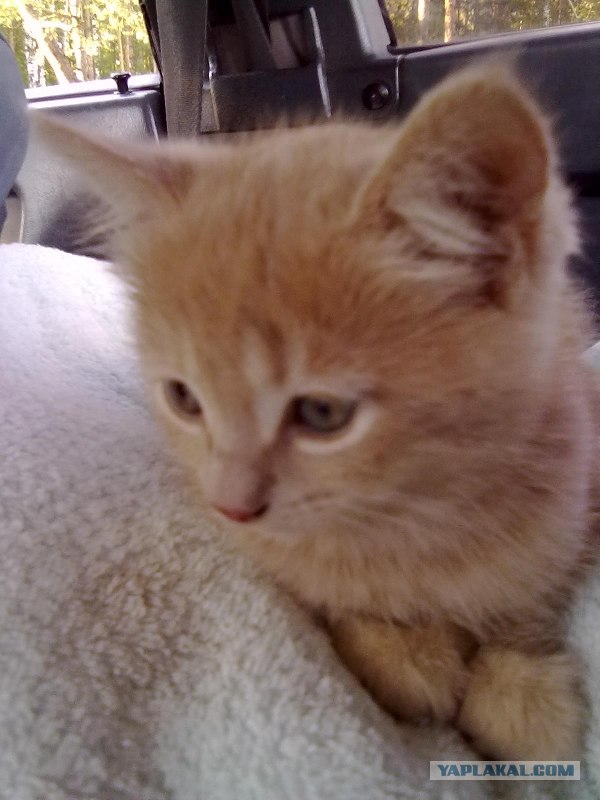 Котовторник на 6 июля