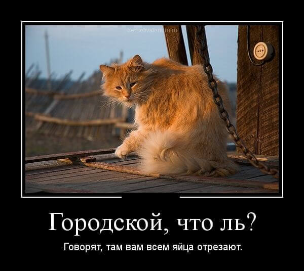 Как я путешествую с котом по миру на машине