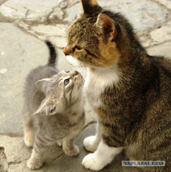 Котейкин вторник! Космический 12.04!