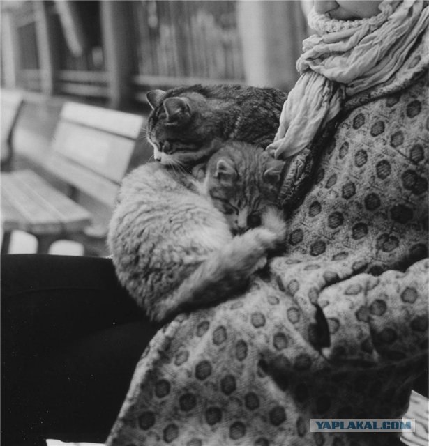 Коты Босфора