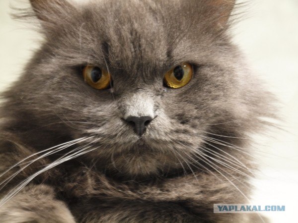 Котовторник с Кузей