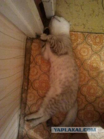 Сонный Котовторник