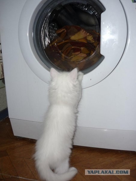 Котовторник в "КотоГетто"
