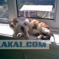Котовторник так котовторник!