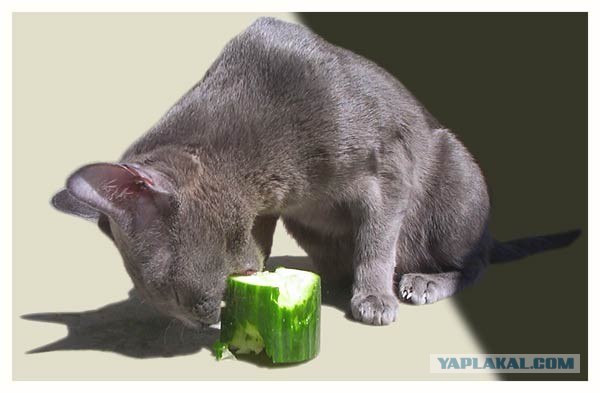 Котовторник!