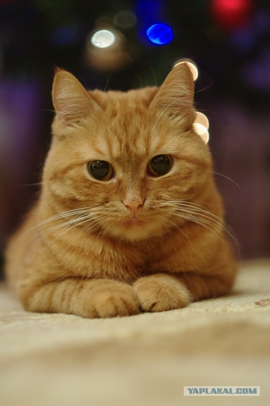 Котовторник 20.12.2011