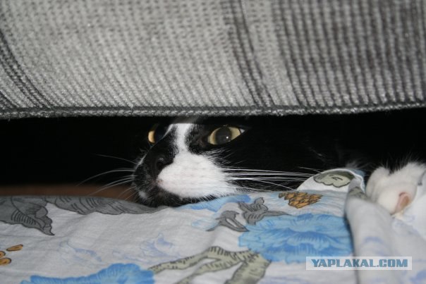 Котовторник 24.04.2012