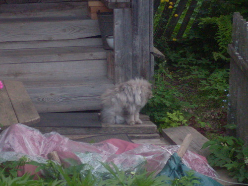 Котовторник  19.06.2012