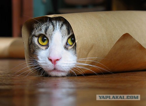 Что же он увидел? Мне страшно...