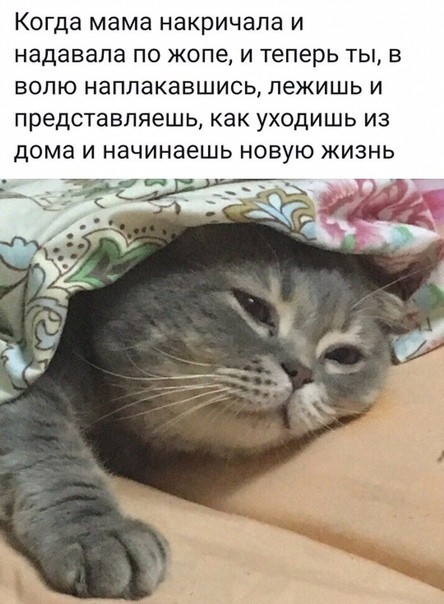 Котовторник 03.03.2020