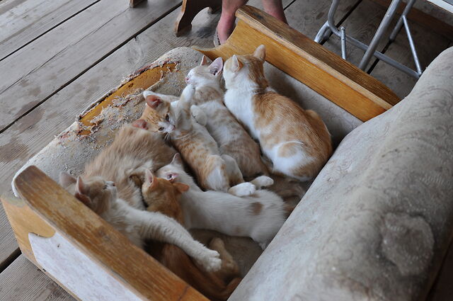 Моя красотка