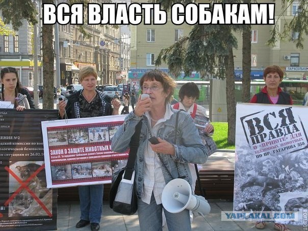 Водитель автобуса в Якутске сжалился над бездомной собакой и впустил ее в салон с мороза в -53